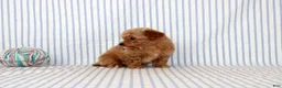 Shihpoo dogs for sale: Patrick - Ad 3