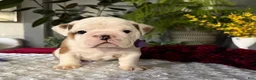 English Bulldog dogs for sale: Theo - Ad 2