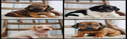 Miniature Dachshund dogs for sale: Aspen - Ad 6