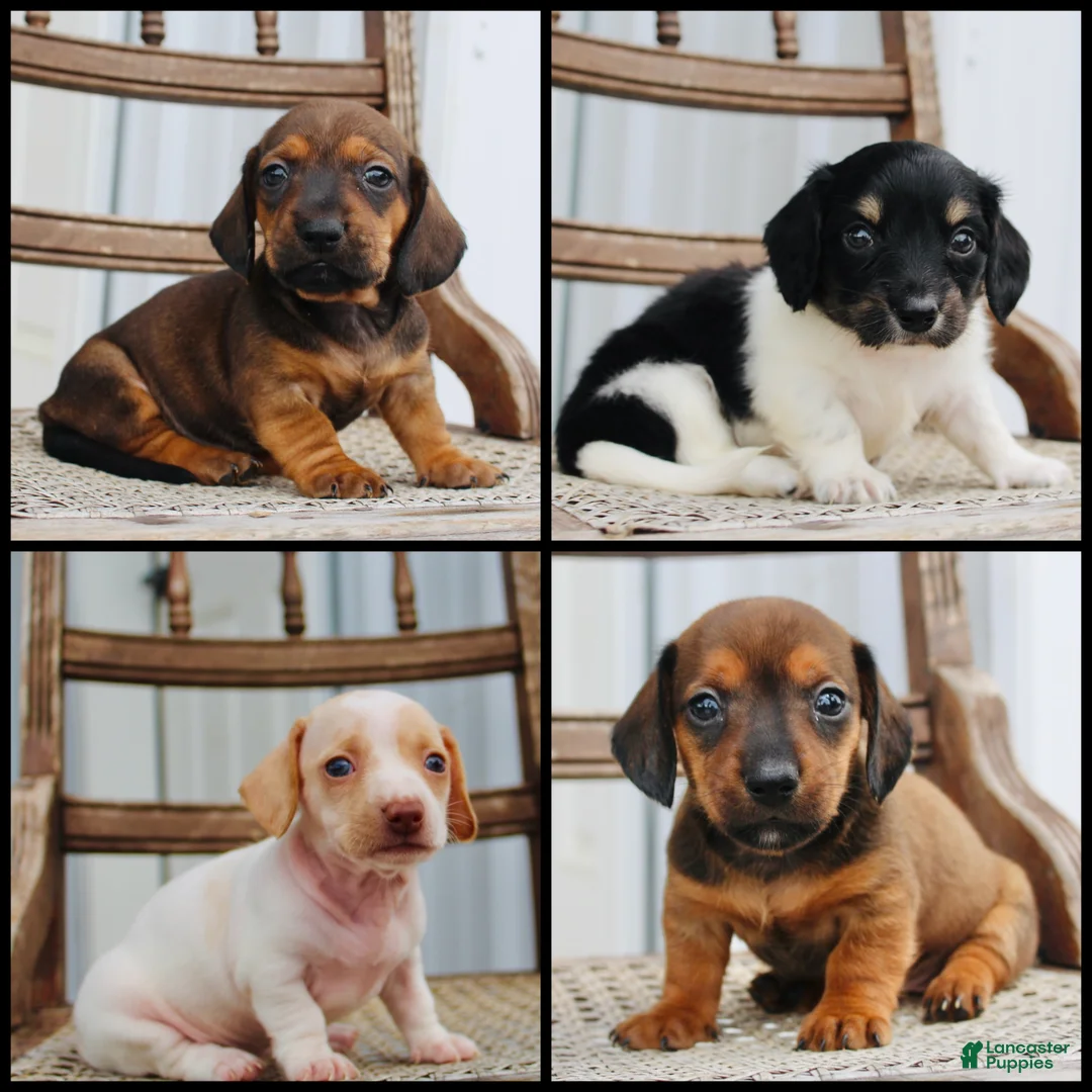 Miniature Dachshund dogs for sale: Aspen - Ad 6