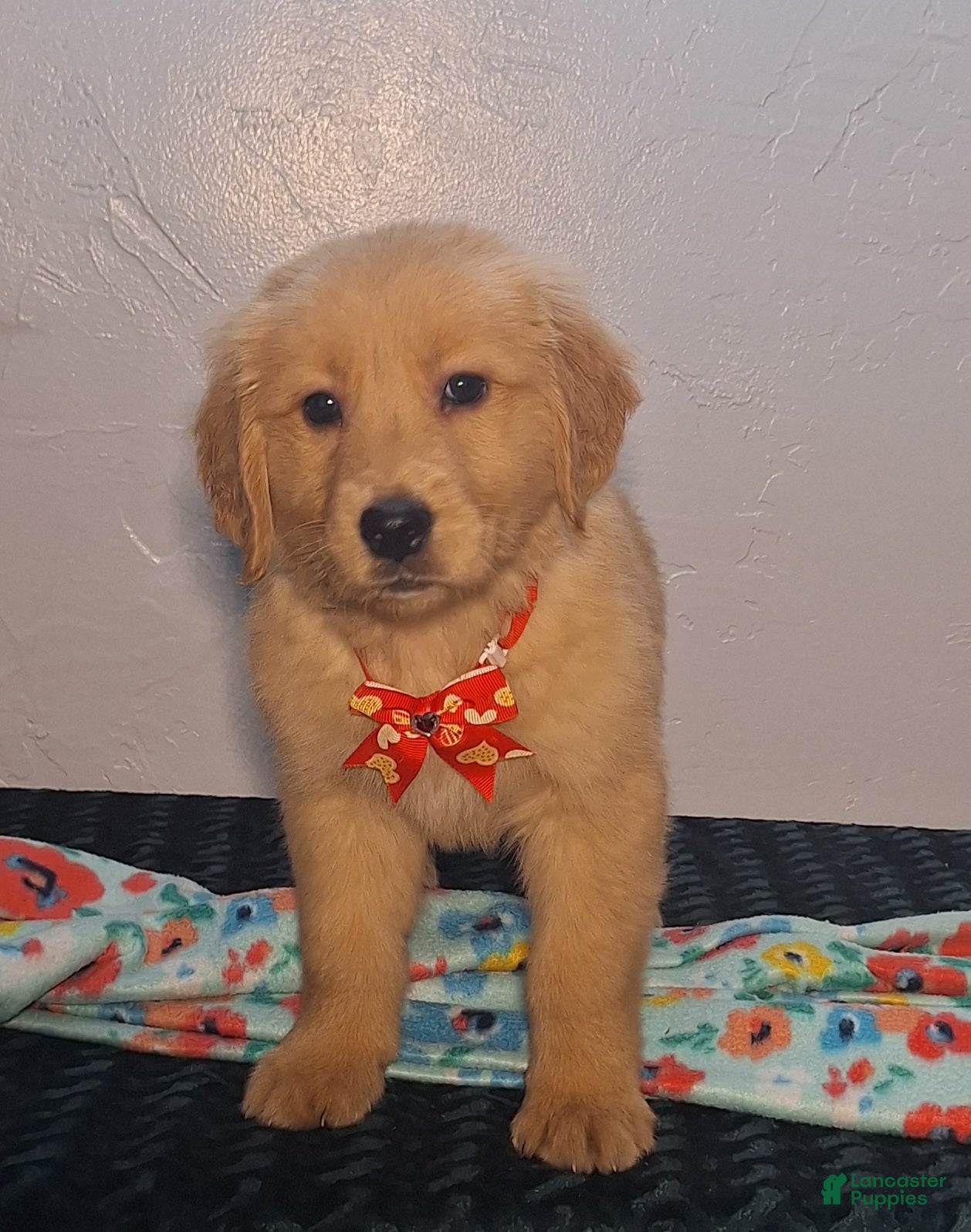 Golden Retriever dogs Titus - Ad 1