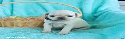 Pug dogs for sale: Biscuit - Ad 5