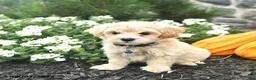 Maltipoo dogs for sale: Carson  - Ad 2