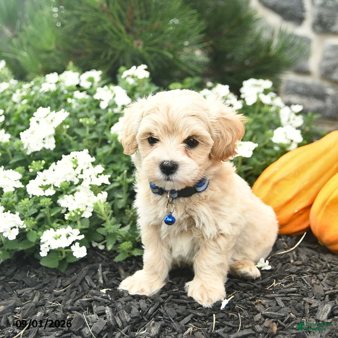 Maltipoo dogs for sale: Carson  - Ad 2