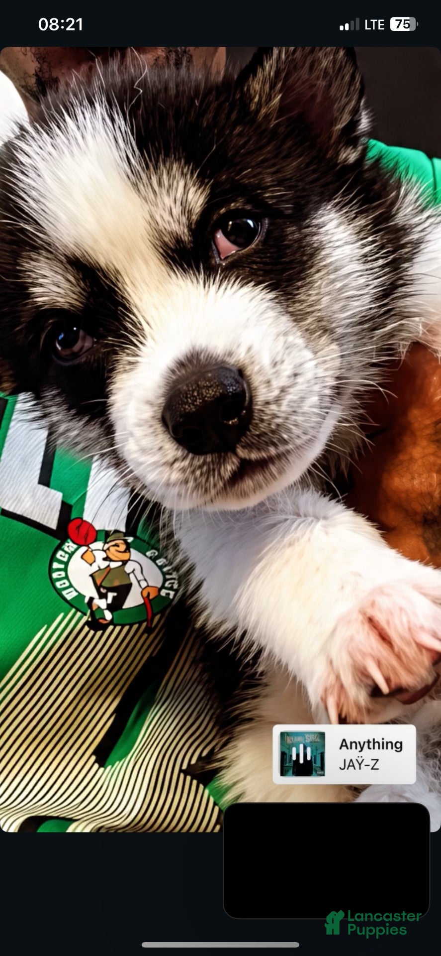 Siberian Husky dogs for sale: Siberian Husky 2 - Ad 4