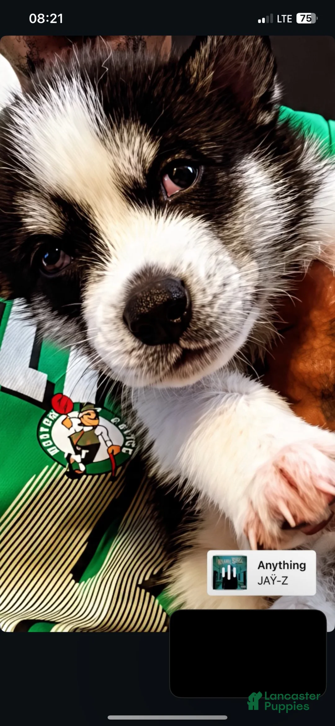 Siberian Husky dogs for sale: Siberian Husky 2 - Ad 1