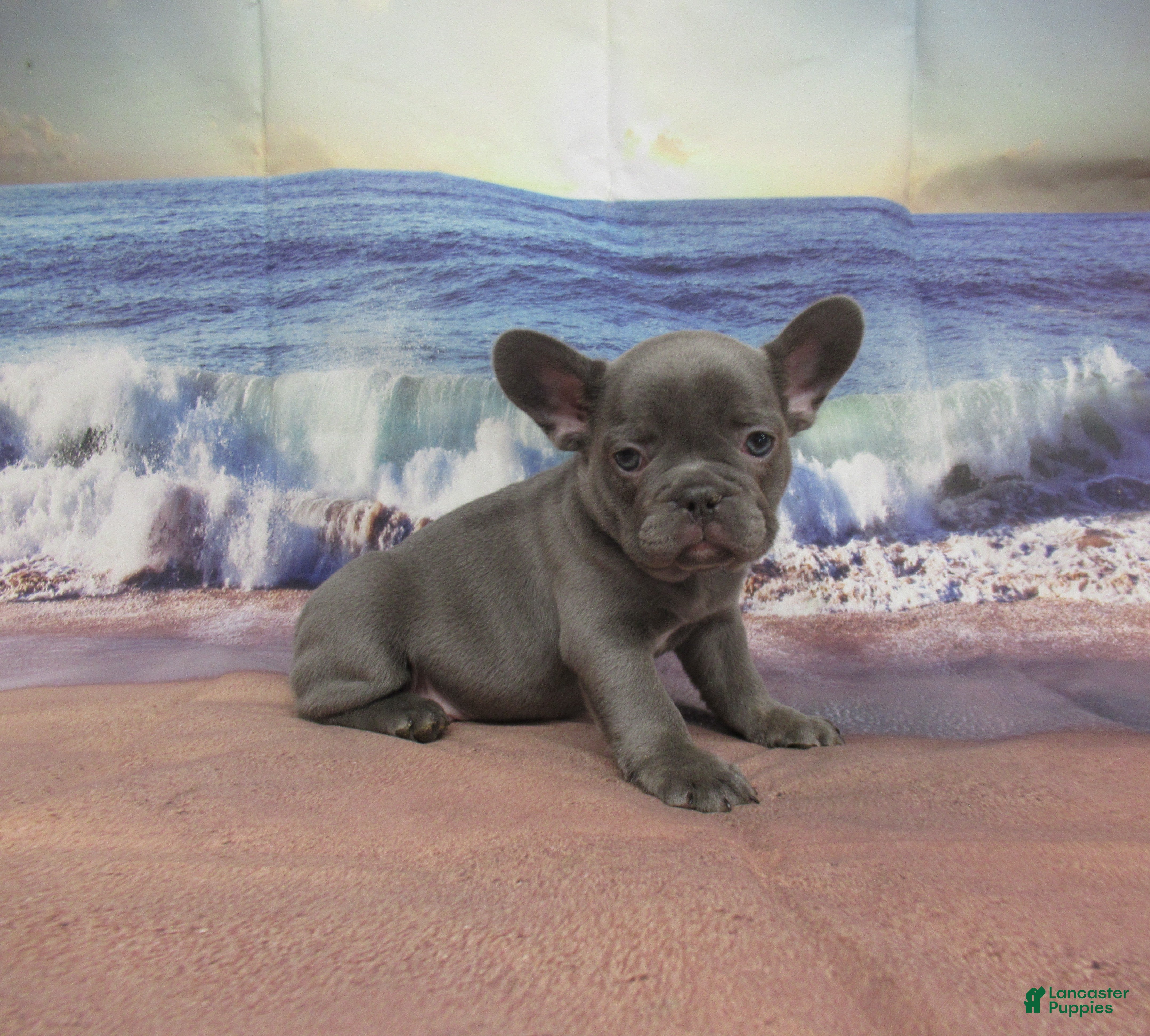 French Bulldog dogs AKC Ruthie - Ad 1