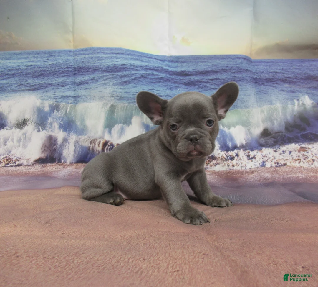 French Bulldog dogs for sale: AKC Ruthie - Ad 1