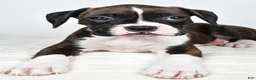 Boxer dogs for sale: Dena - Ad 6