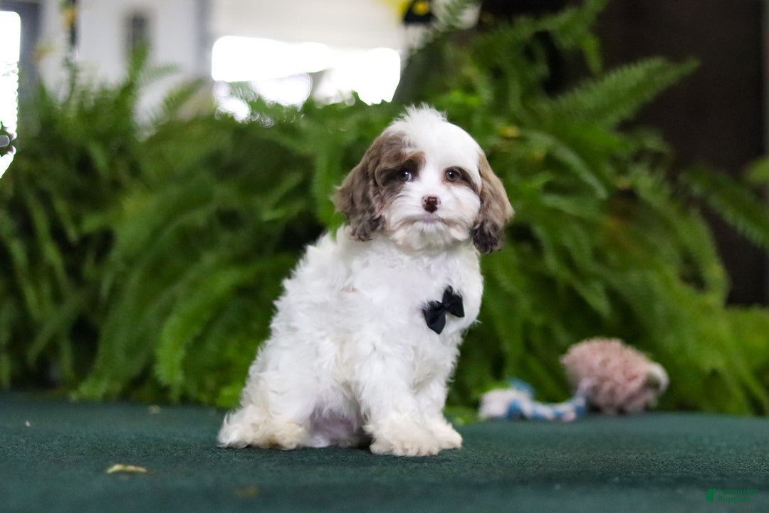 Cavapoo dogs for sale: Captain - Ad 5