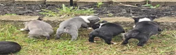 Mixed Breed dogs for sale: Frenchton female #1 - Ad 25