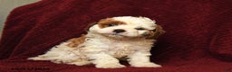 Cavapoo dogs for sale: Patch  - Ad 1