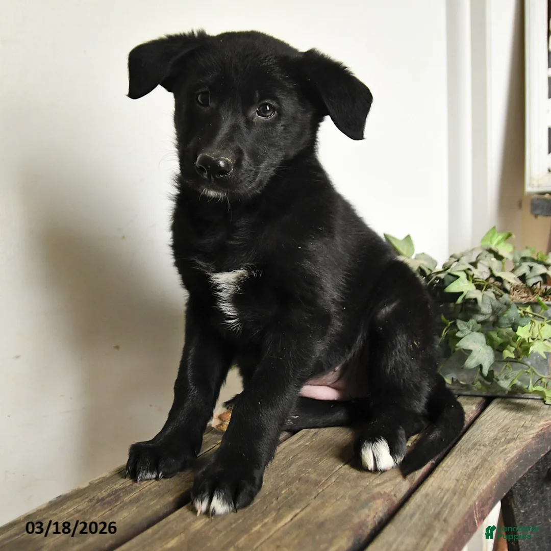 Mixed Breed dogs for sale: Daffodil - Ad 3