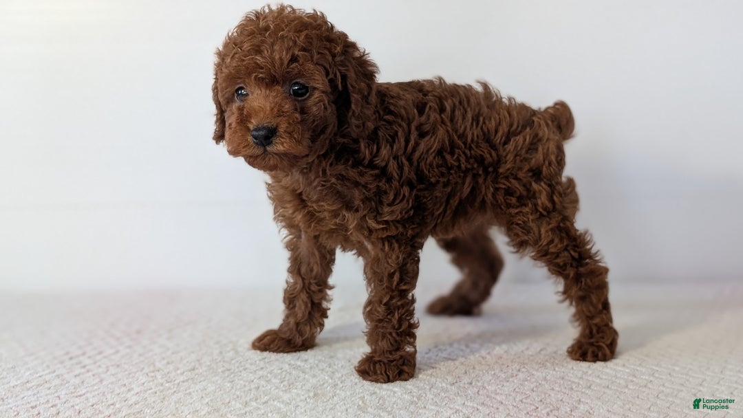 Toy Poodle dogs for sale: Chief - Ad 2