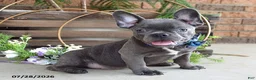 Mixed Breed dogs for sale: Kingston - Ad 6