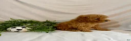 Toy Poodle dogs for sale: Kylo - Ad 3