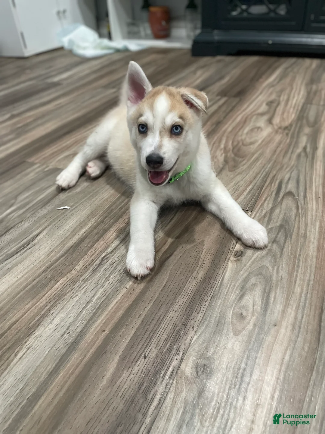 Mixed Breed dogs for sale: Mixed Breed Puppy 2 - Ad 2