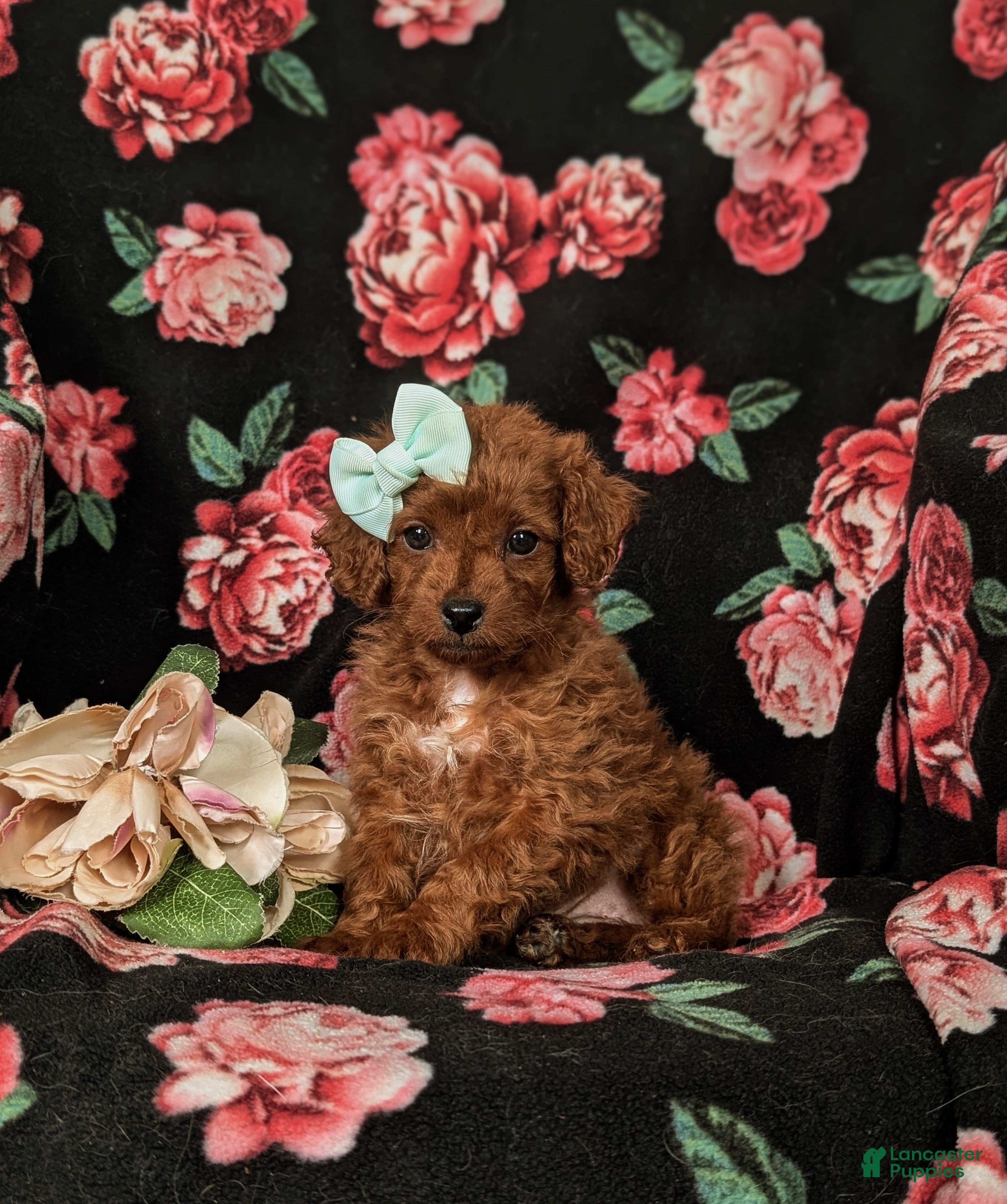 Cockapoo dogs Hayley Hypoallergenic - Ad 2