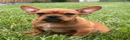 French Bulldog dogs for sale: Durango - Ad 5