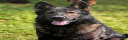German Shepherd dogs for sale: German Shepherd Puppy 1 - Ad 2