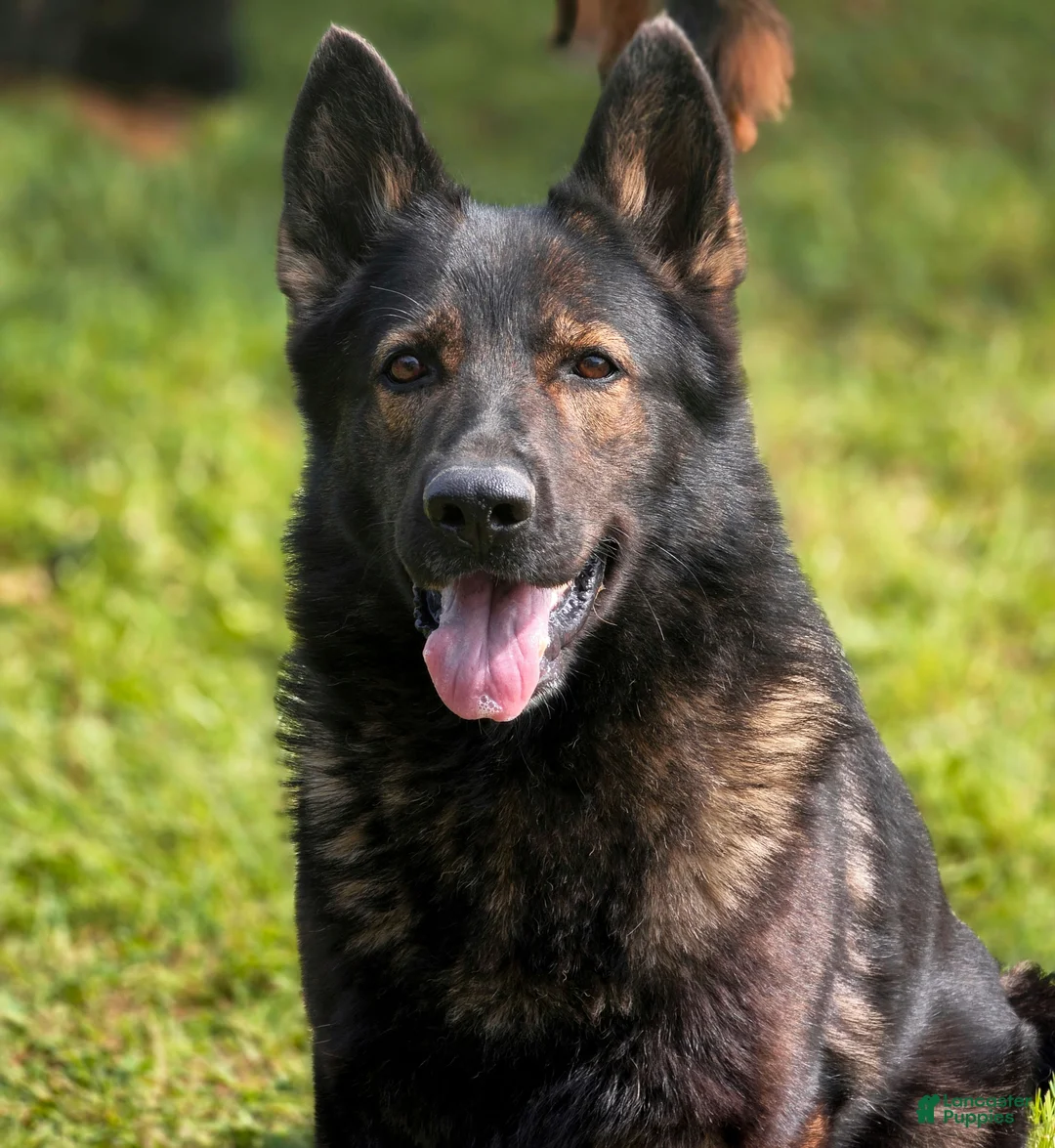 German Shepherd dogs for sale: German Shepherd Puppy 1 - Ad 2