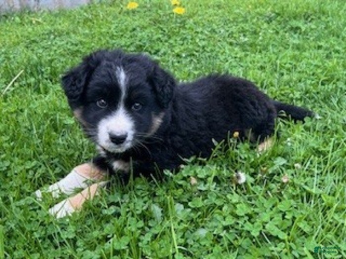 Mixed Breed dogs Rocky - Ad 2