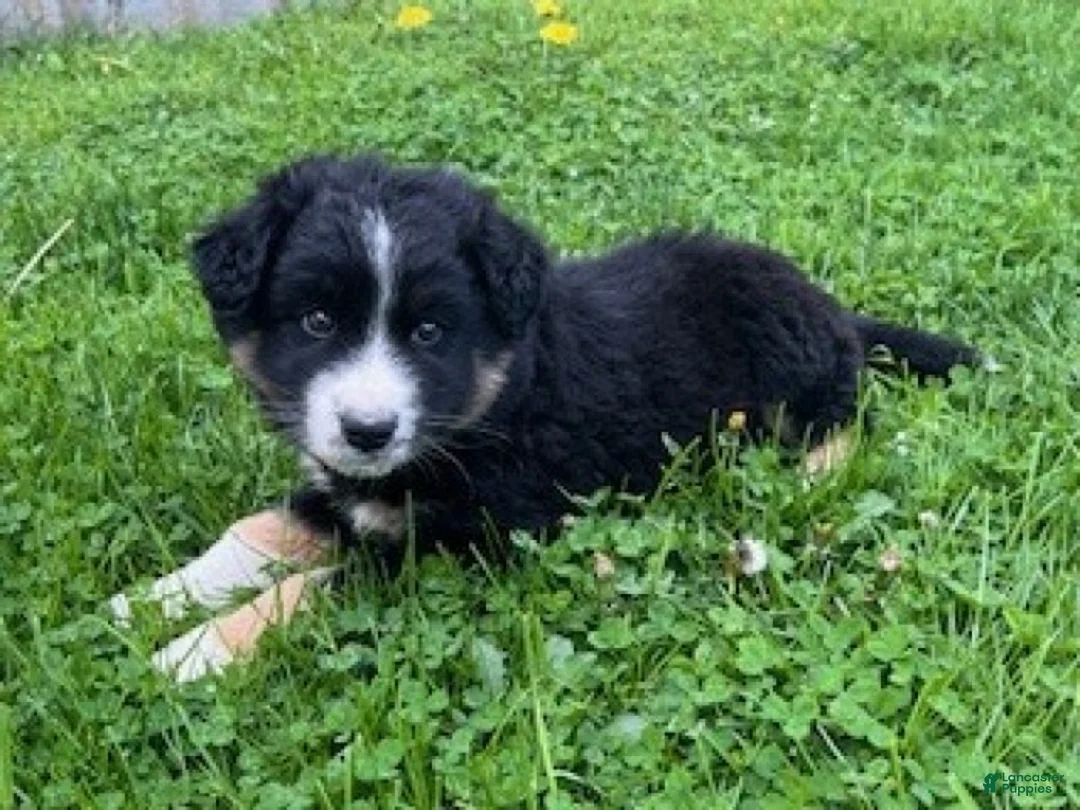 Mixed Breed dogs for sale: Rocky - Ad 2