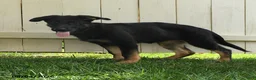 German Shepherd dogs for sale: Luna  - Ad 4