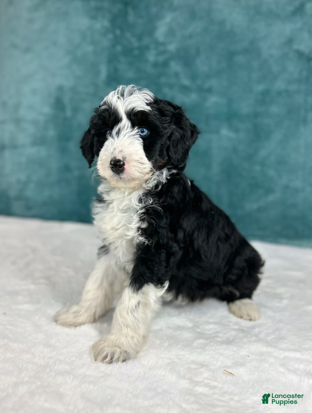 Aussiedoodle dogs for sale: Gabby  - Ad 3