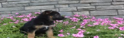 German Shepherd dogs for sale: Anson - Ad 7