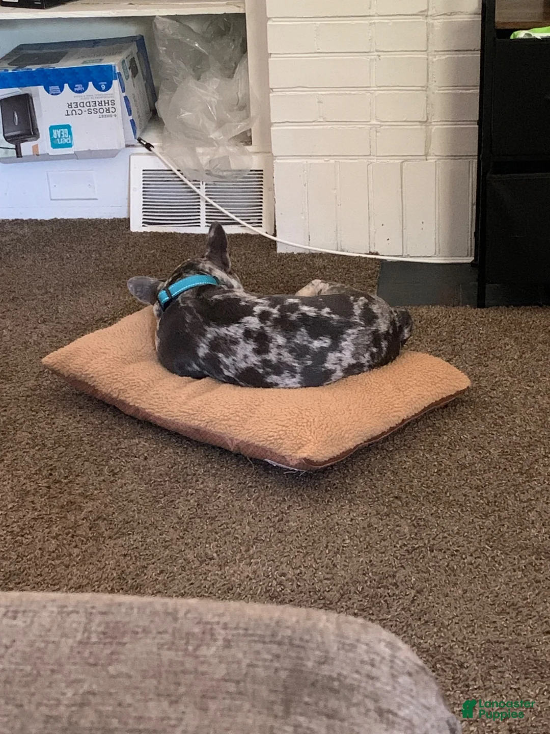 French Bulldog dogs for sale: French Bulldog 1 - Ad 1