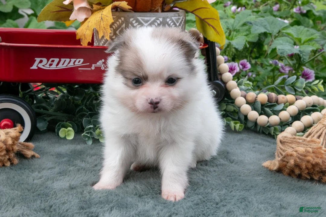 Pomeranian dogs for sale: Sadie - Ad 1