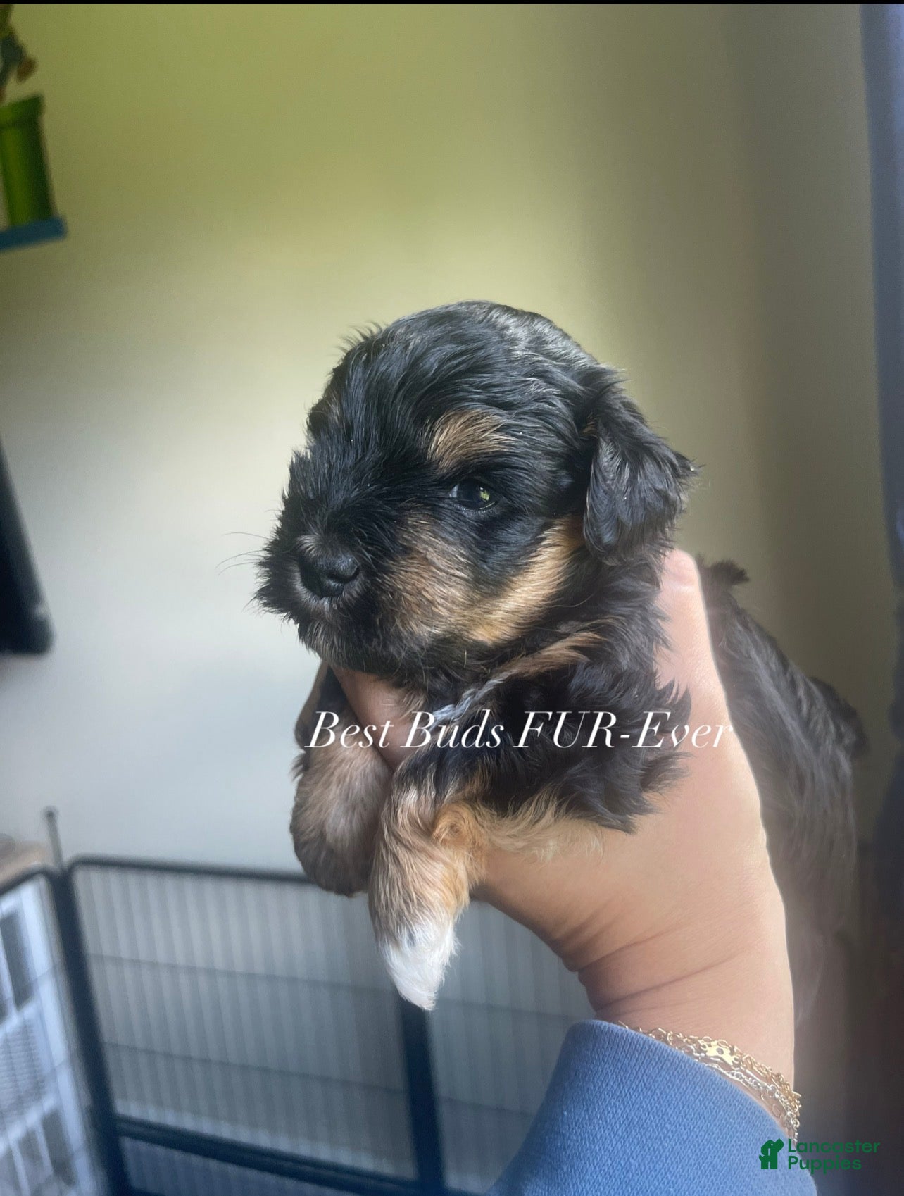 Miniature Schnauzer dogs Miniature Schnauzer 5 - Ad 2