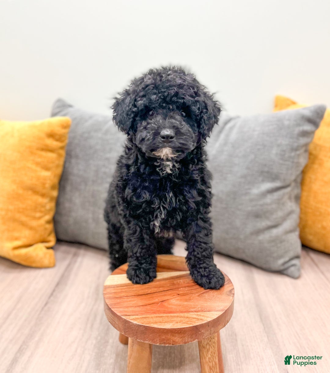 Mini Bernedoodle dogs for sale: Manny - Ad 3