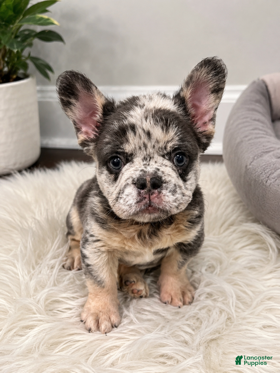 French Bulldog dogs El chapo  - Ad 2
