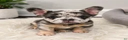 French Bulldog dogs for sale: El chapo  - Ad 2