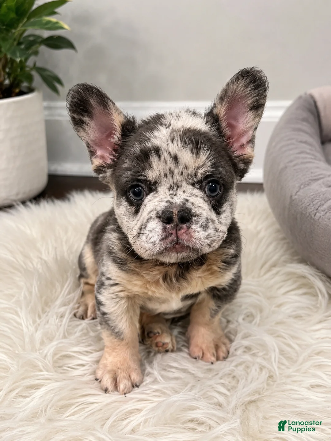 French Bulldog dogs for sale: El chapo  - Ad 2