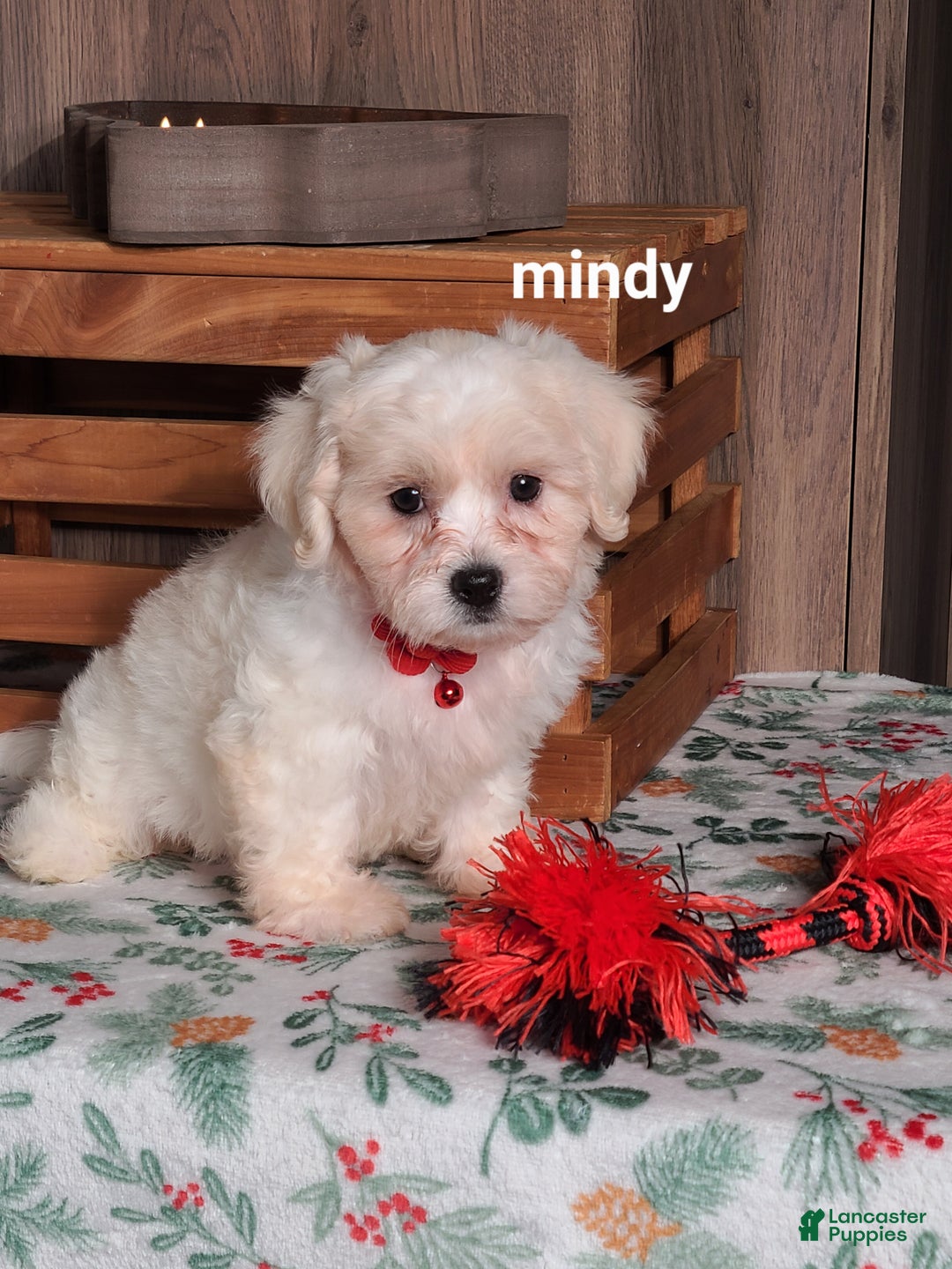 Teddy Bear dogs for sale: Mindy  - Ad 3