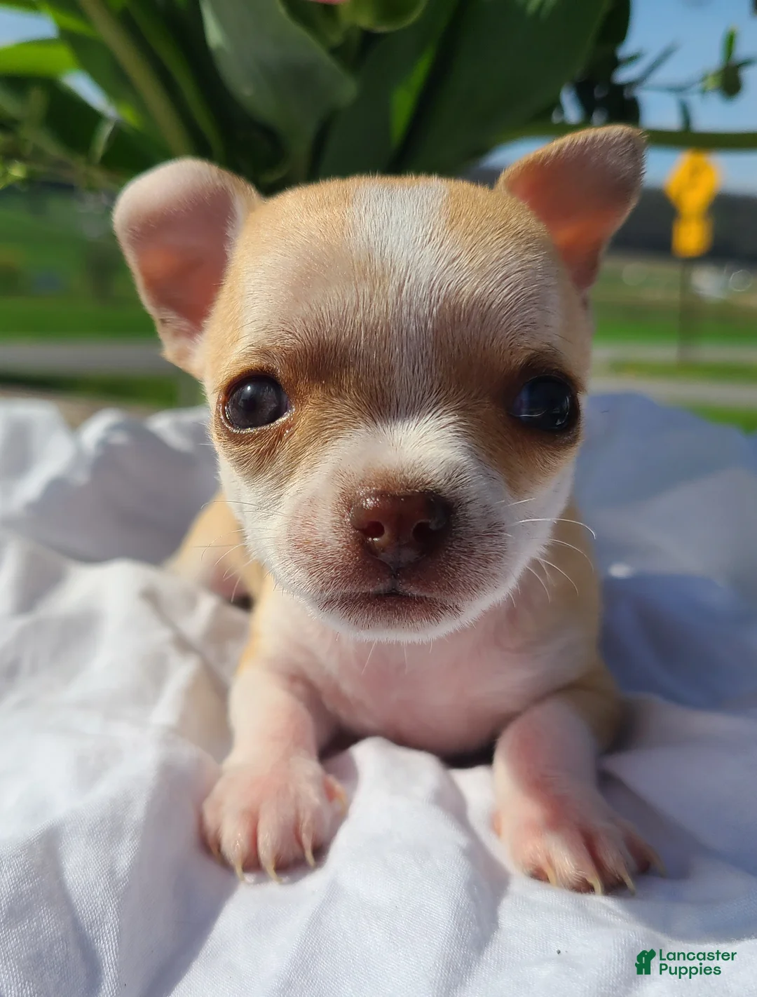 Chihuahua dogs for sale: Heather - Ad 1