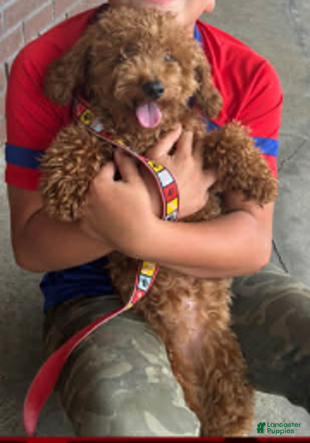 Mixed Breed dogs for sale: Puppy 2  toy aussiedoddle - Ad 5