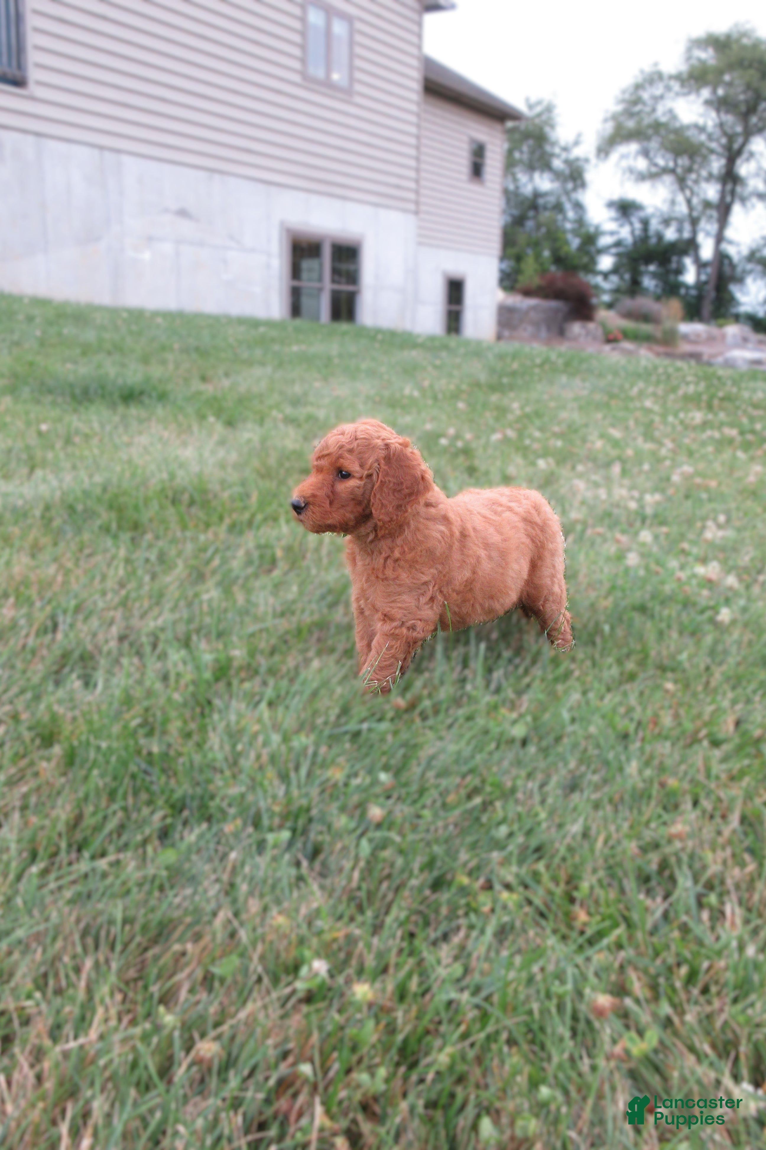 Goldendoodle dogs Rose - Ad 2