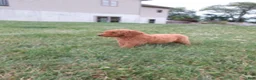 Goldendoodle dogs for sale: Rosie - Ad 11