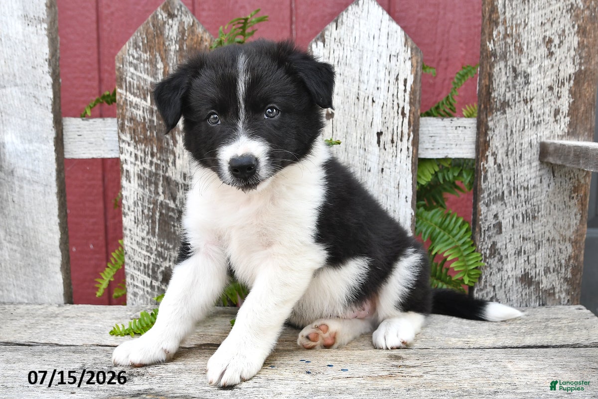 Border Collie dogs Denver - Ad 1