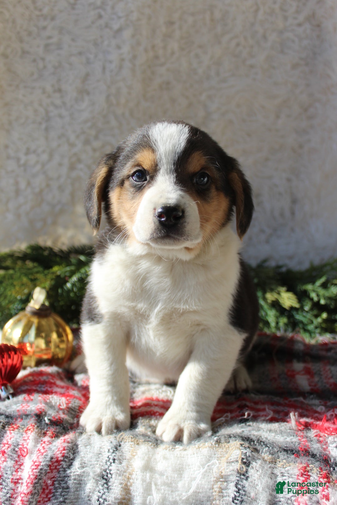 Mixed Breed dogs for sale: George - Ad 6