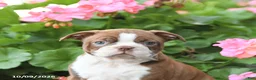 Boston Terrier dogs for sale: Leo - Ad 5