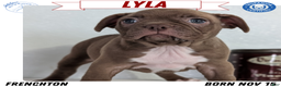 Frenchton dogs for sale: Lyla  - Ad 1