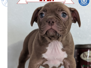 Frenchton dogs Lyla - Ad 3