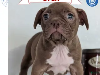 Frenchton dogs Lyla - Ad 1