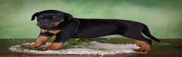 Mixed Breed dogs for sale: Molly - Ad 3