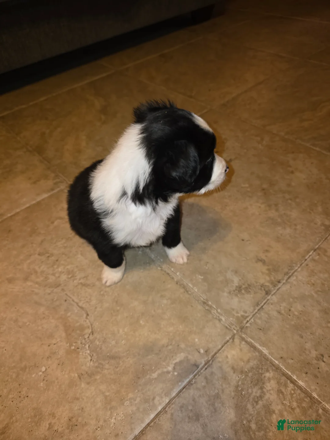 Miniature Australian Shepherd dogs for sale: Miniature Australian Shepherd Puppy 2 - Ad 2